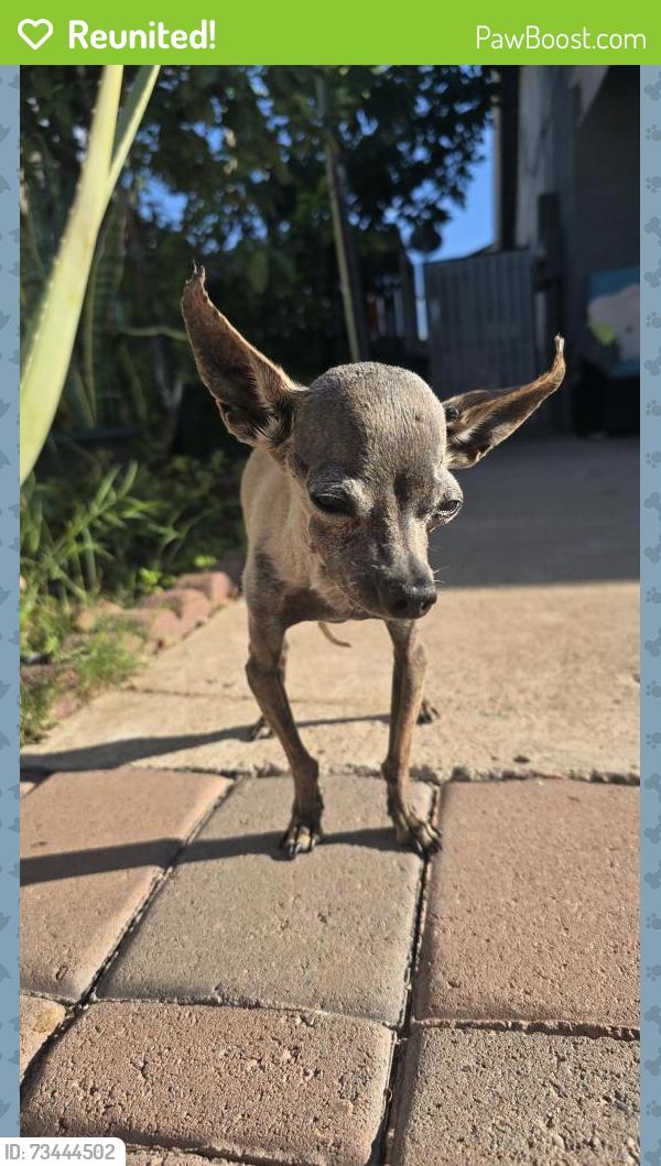 Reunited Female Dog last seen 55th Ave, olive, Glendale, AZ 85302