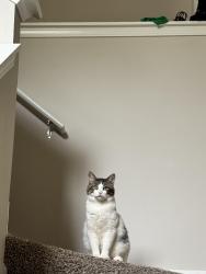 Reunited Male Cat last seen Old Keith bridge road, Gainesville, GA 30506