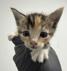 Shelter Stray Female Cat last seen Near N Broadway, Escondido, CA, 92026, 5500 Gaines St, San Diego, CA 92110, USA