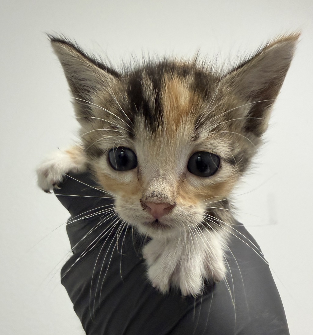 Shelter Stray Female Cat last seen Near N Broadway, Escondido, CA, 92026, 5500 Gaines St, San Diego, CA 92110, USA