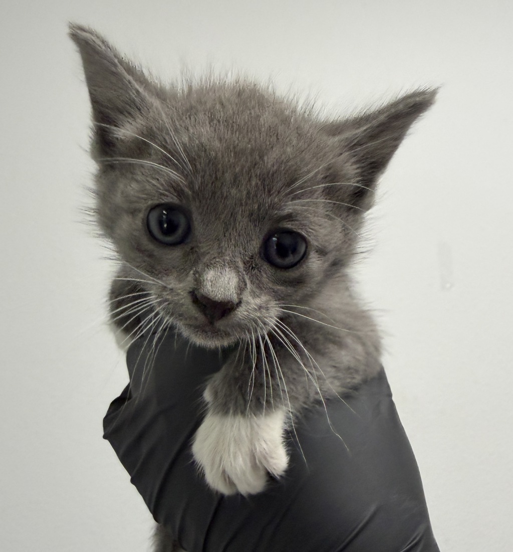 Shelter Stray Female Cat last seen Near N Broadway, Escondido, CA, 92026, 5500 Gaines St, San Diego, CA 92110, USA
