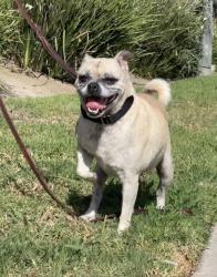 Shelter Stray Female Dog last seen Near Avenida Del Gado, Oceanside, CA, 92057, Oceanside, CA 92058, USA