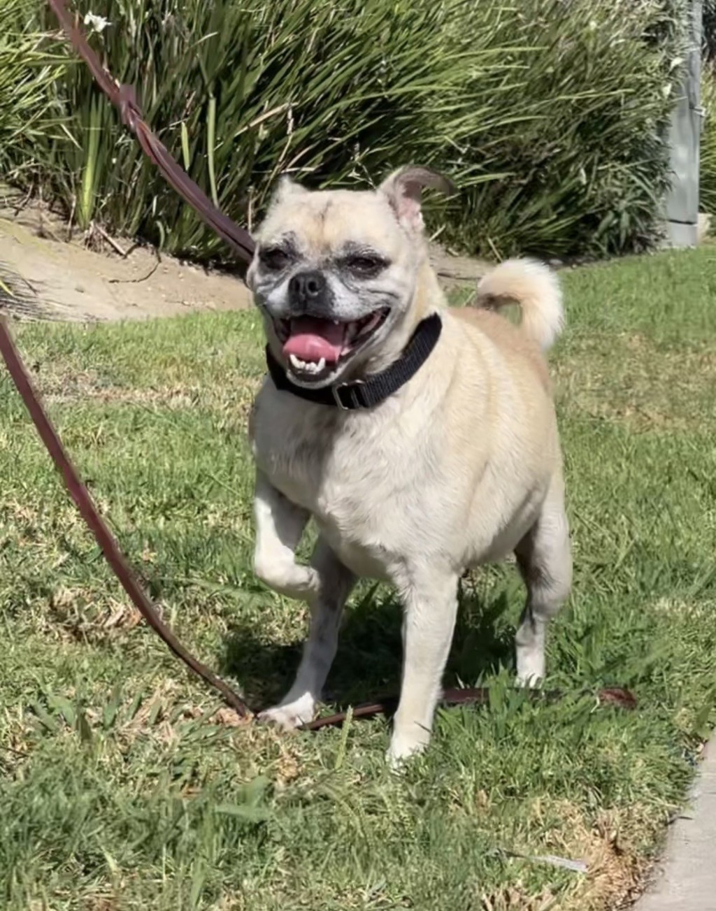 Shelter Stray Female Dog last seen Near Avenida Del Gado, Oceanside, CA, 92057, Oceanside, CA 92058, USA