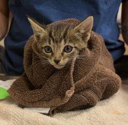 Shelter Stray Male Cat last seen Near Locust Street, LIVERMORE, CA, 94550, 4651 Gleason Dr, Dublin, CA 94568, USA