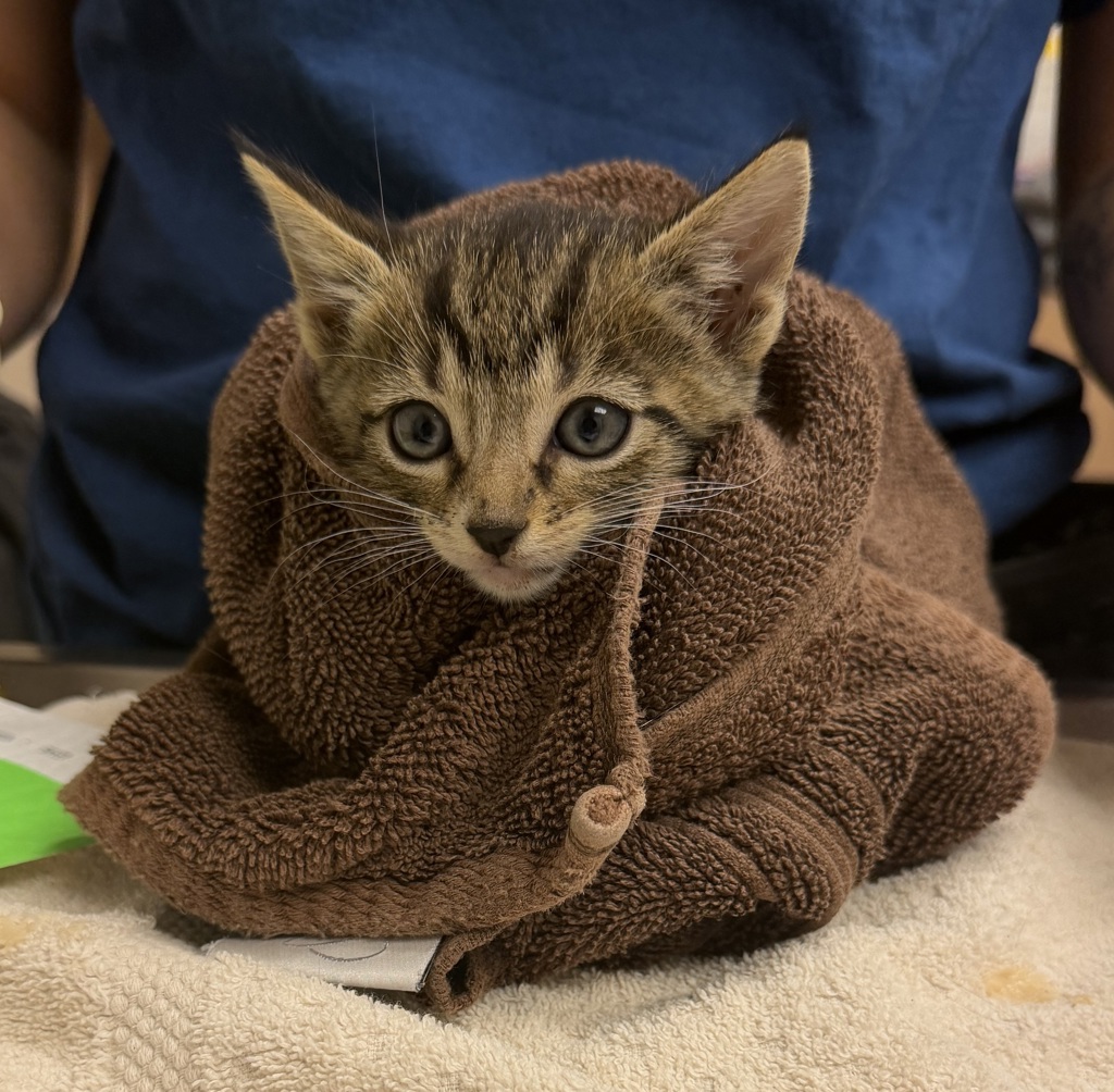 Shelter Stray Male Cat last seen Near Locust Street, LIVERMORE, CA, 94550, 4651 Gleason Dr, Dublin, CA 94568, USA