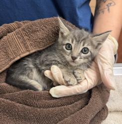 Shelter Stray Female Cat last seen Near Locust Street, LIVERMORE, CA, 94550, 4651 Gleason Dr, Dublin, CA 94568, USA