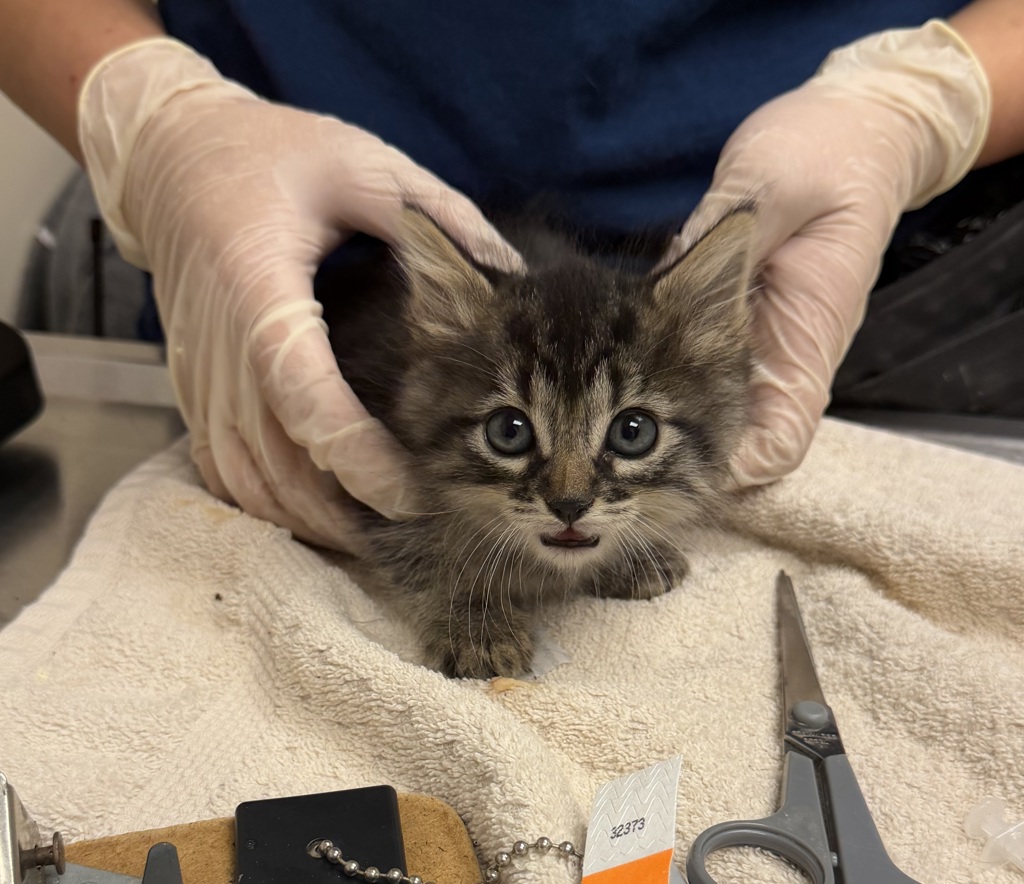 Shelter Stray Female Cat last seen Near Locust Street, LIVERMORE, CA, 94550, 4651 Gleason Dr, Dublin, CA 94568, USA