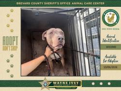 Shelter Stray Male Dog last seen FL, 5100 W Eau Gallie Blvd, Melbourne, FL 32934, USA