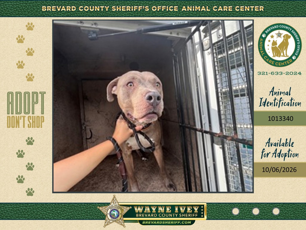 Shelter Stray Male Dog last seen FL, 5100 W Eau Gallie Blvd, Melbourne, FL 32934, USA