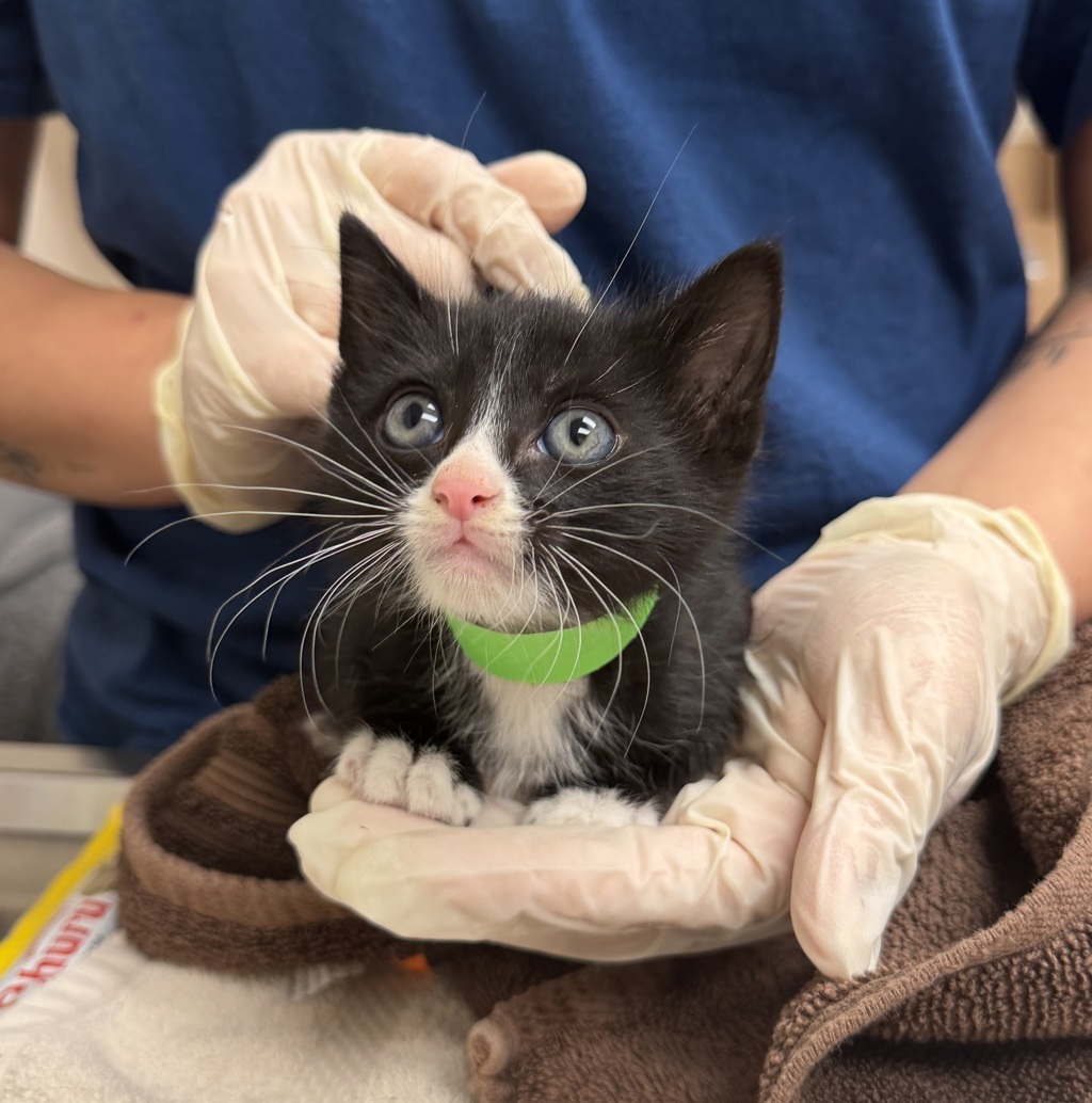 Shelter Stray Male Cat last seen Near Locust Street, LIVERMORE, CA, 94550, 4651 Gleason Dr, Dublin, CA 94568, USA