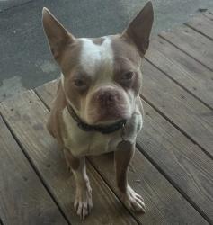 Reunited Male Dog last seen Sam Love Rd, Whitfield County, GA 30740