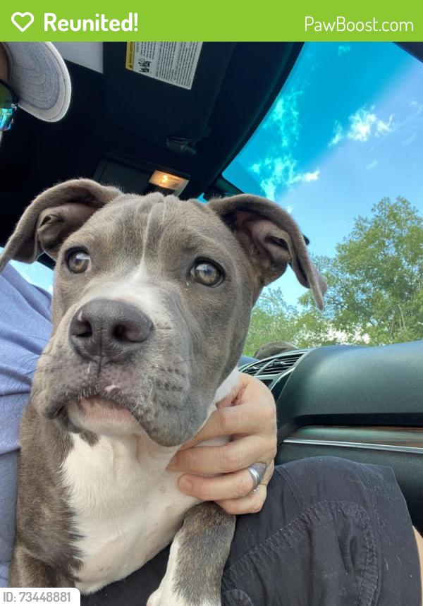 Reunited Female Dog last seen Burgers and tulip circle, Las Cruces, NM 88007