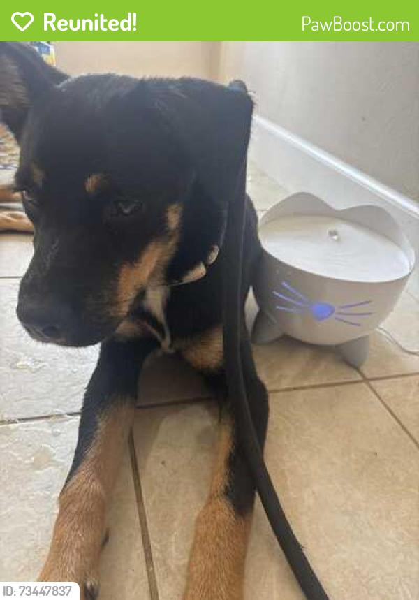 Reunited Female Dog last seen Stewart’s Forest, Conroe, TX 77301