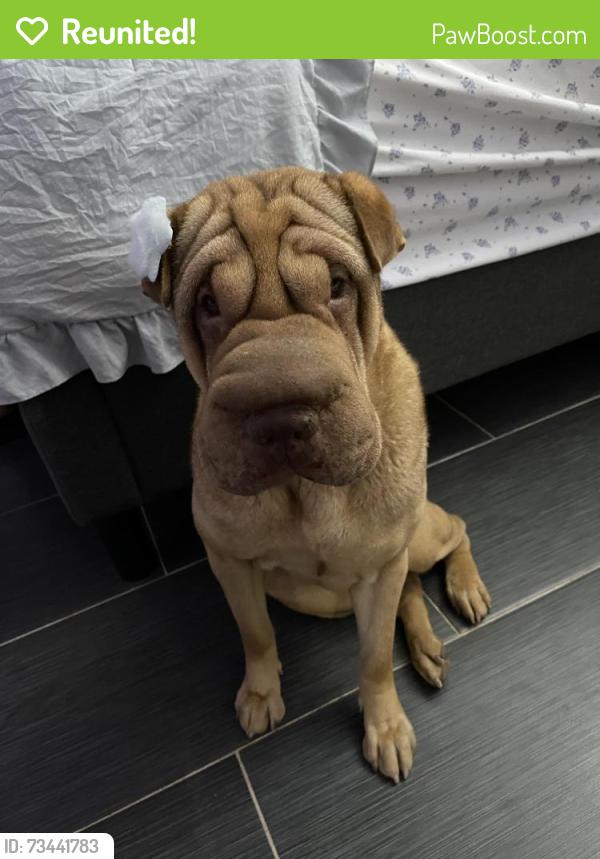 Reunited Female Dog last seen 35th Ave & Baseline or Southern, Phoenix, AZ 85041