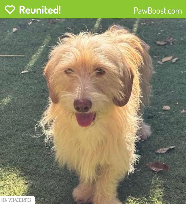 Reunited Male Dog last seen Last seen on Lone Tree Way; near the freeway exit, Antioch, CA 94531