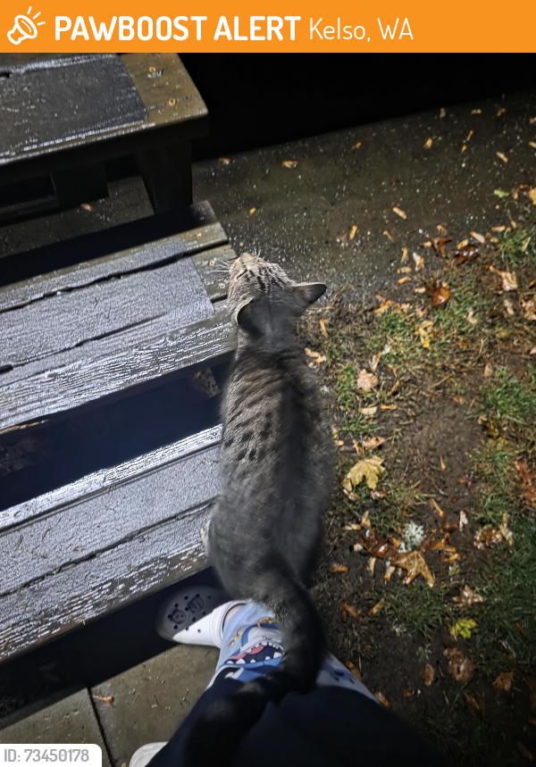 Found/Stray Unknown Cat last seen Rv park in kelso, Kelso, WA 98626