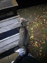 Found/Stray Unknown Cat last seen Rv park in kelso, Kelso, WA 98626