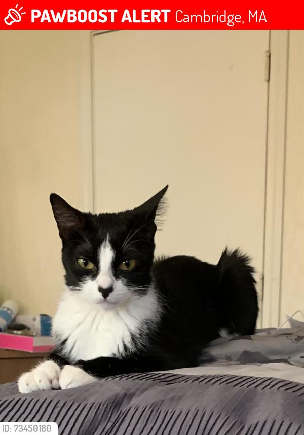 Lost Female Cat last seen Near Normandy Ave, Cambridge, MA 02138