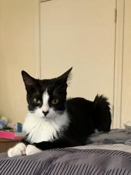 Lost Female Cat last seen Near Normandy Ave, Cambridge, MA 02138