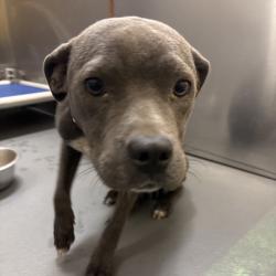 Shelter Stray Female Dog last seen , 2350 Appling City Cove, Memphis, TN 38133, USA