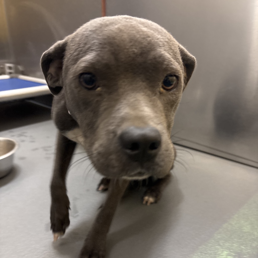 Shelter Stray Female Dog last seen , 2350 Appling City Cove, Memphis, TN 38133, USA