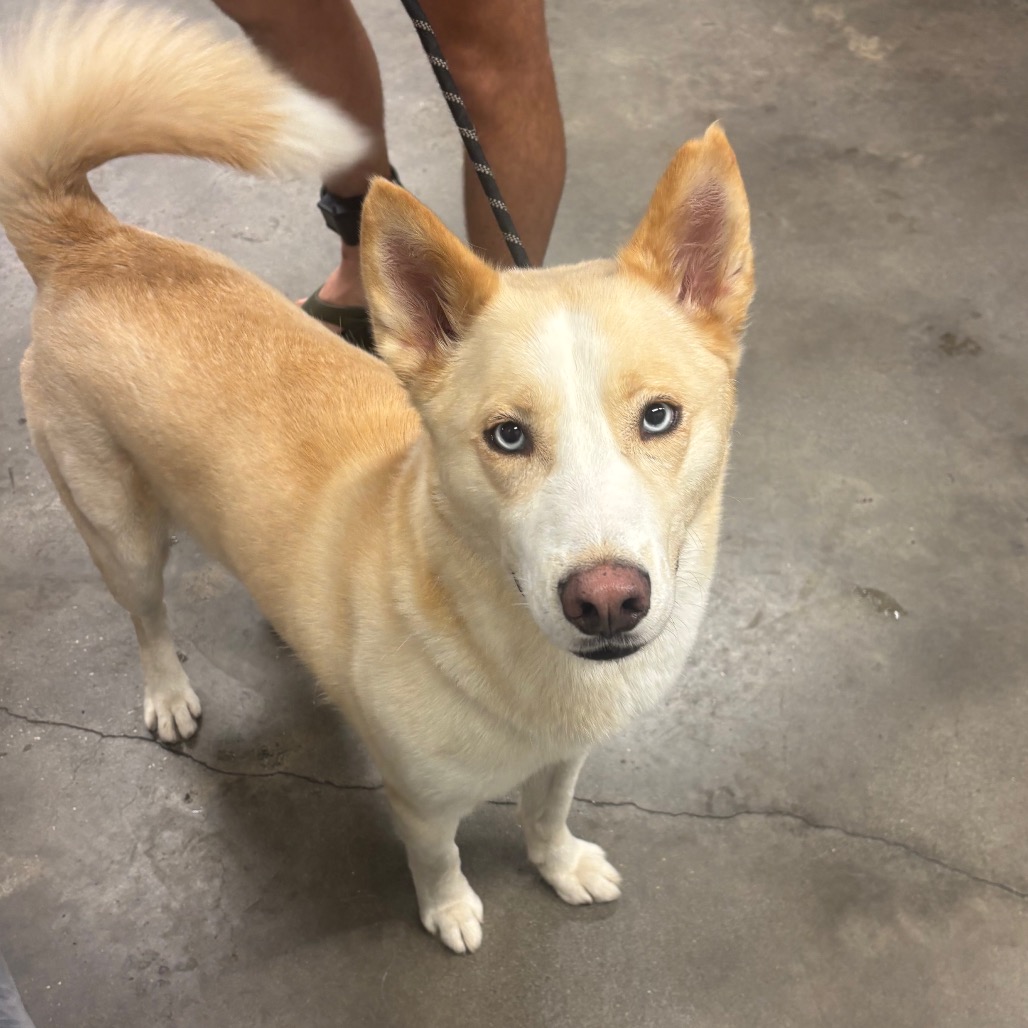 Shelter Stray Male Dog last seen , 3607 N Armenia Ave, Tampa, FL 33607, USA