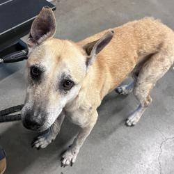 Shelter Stray Female Dog last seen , 3607 N Armenia Ave, Tampa, FL 33607, USA