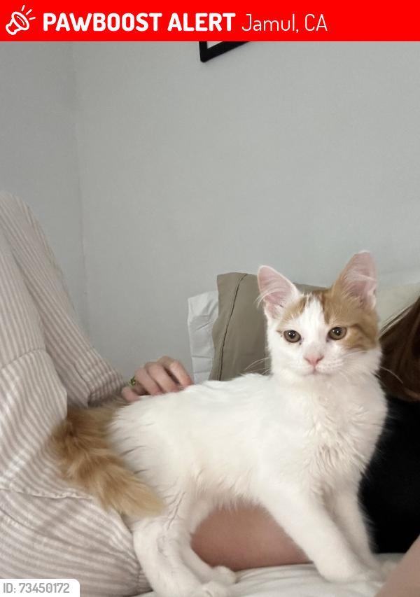 Lost Male Cat last seen Lyons Valkey Rd, Jamul, CA 91978