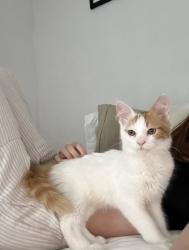 Lost Male Cat last seen Lyons Valkey Rd, Jamul, CA 91978