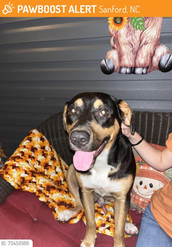 Found/Stray Male Dog last seen Bailey Thomas road, Sanford, NC 27332
