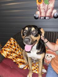 Found/Stray Male Dog last seen Bailey Thomas road, Sanford, NC 27332
