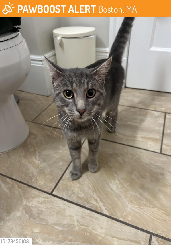 Found/Stray Male Cat last seen Corner of Centre and Althea St, Boston, MA 02122