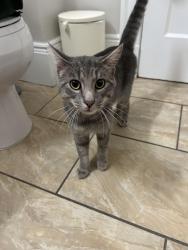 Found/Stray Male Cat last seen Corner of Centre and Althea St, Boston, MA 02122