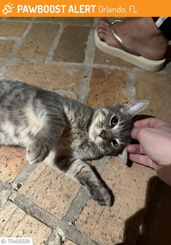 Found/Stray Male Cat last seen Brassie Dr and Adair Ave in Longwood, Orlando, FL 32804