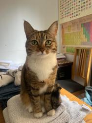 Lost Female Cat last seen Sutton Court Road, Grove Park, Chiswick, England W4 3JA