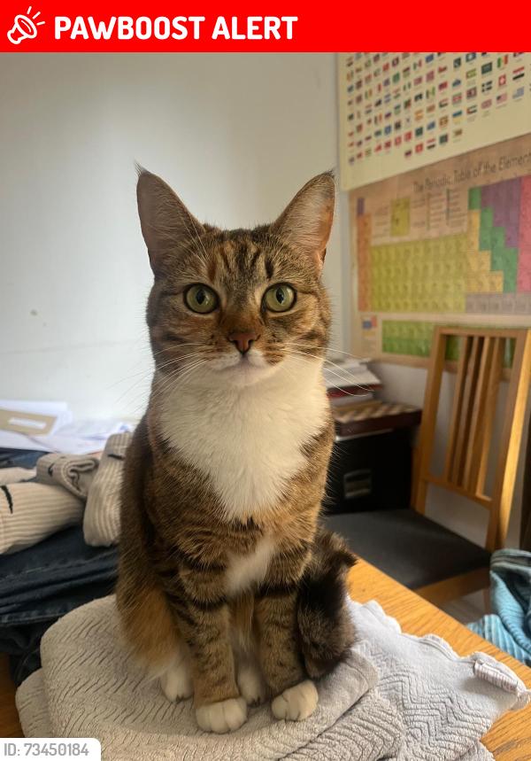 Lost Female Cat last seen Sutton Court Road, Grove Park, Chiswick, England W4 3JA