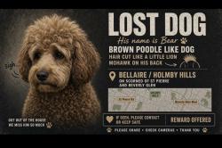 Lost Male Dog last seen Near st Pierre rd, Los Angeles, CA 90077