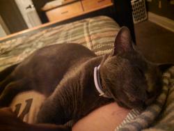 Reunited Male Cat last seen Derry st -Kent st - Baxter st, Harrisburg, PA 17104