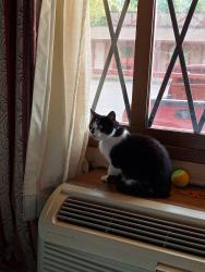 Lost Female Cat last seen Charles Russell Elementary possibly seen on High St by Oakview Elementary, Ashland, KY 41102