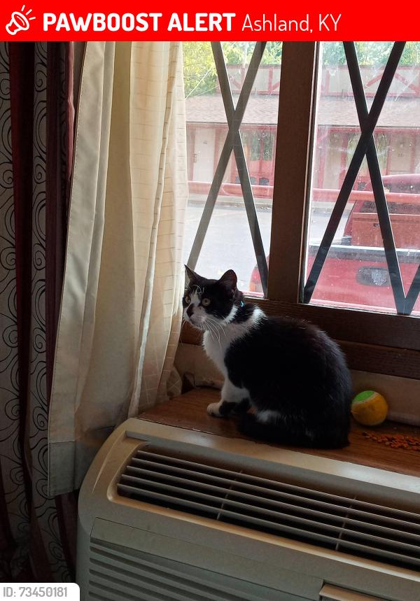 Lost Female Cat last seen Charles Russell Elementary possibly seen on High St by Oakview Elementary, Ashland, KY 41102