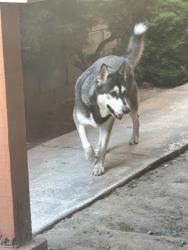 Found/Stray Male Dog last seen Seine, Lakewood, CA 90715