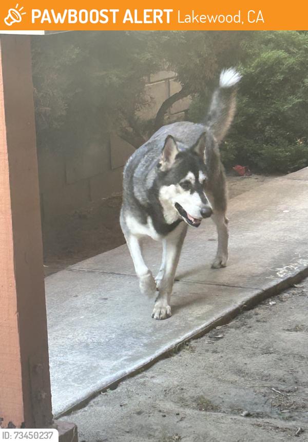 Found/Stray Male Dog last seen Seine, Lakewood, CA 90715