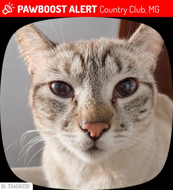 Lost Female Cat last seen Rua padre cletus Francis cox, Country Club, MG 