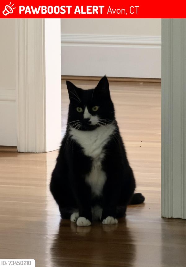 Lost Female Cat last seen Oakridge drive, Avon, CT 06001