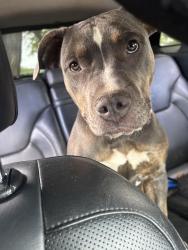 Lost Female Dog last seen 13th st, Greeley, CO 80631