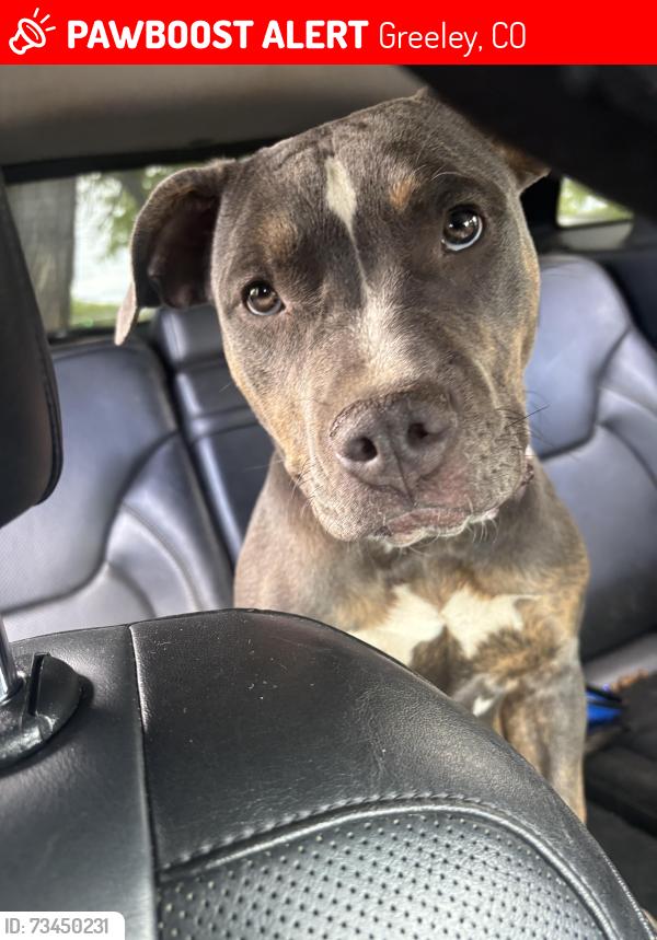 Lost Female Dog last seen 13th st, Greeley, CO 80631