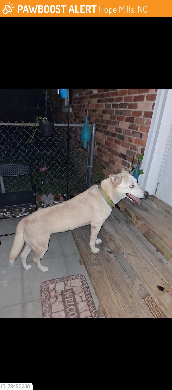 Found/Stray Female Dog last seen N Main Street, Hope Mills, NC 28348