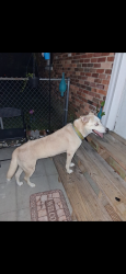 Found/Stray Female Dog last seen N Main Street, Hope Mills, NC 28348