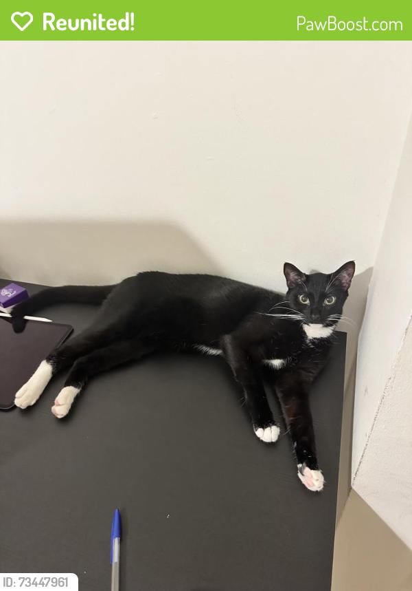 Reunited Male Cat last seen Harvard & Wilshire BLVD, Santa Monica, CA 90404