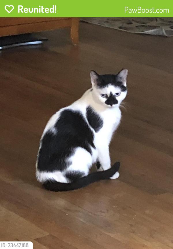 Reunited Female Cat last seen On Stony Road, between Rt 27 & Rt 1, Edison, NJ 08817